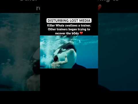 Shocking Footage Of Captive Killer Whale Attacking Trainers #killerwhale #whale #orca #cuteanimals