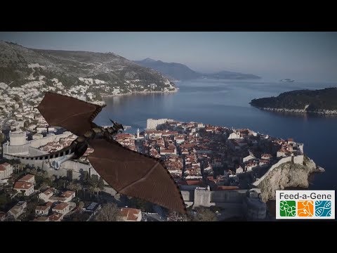 Feed-a-Gene and SAPHIR joint stakeholder session at EAAP 2018: Official trailer