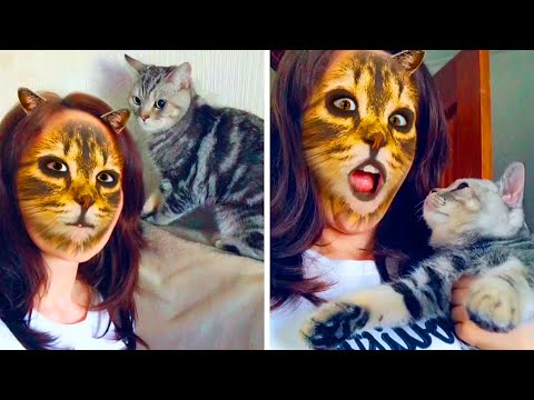 , title : 'Warum Katzen Angst vorm Katzenfilter haben (Sie denken, du wärst eine Katze)'