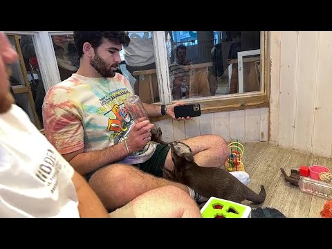 2/3 HasanAbi June 21, 2023 – IRL Otter & Hedgehog Café (streamed by Will)