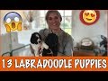 IK WIL EEN LABRADOODLE ❤️| DierenpraatTV