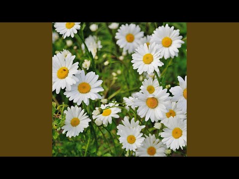 PAPATYALAR (feat. TILSIM)