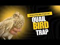 Creative Quail Bird Trap Make From Cardboard Box Bass Quail Trapping Video Wildlife Birds Trap