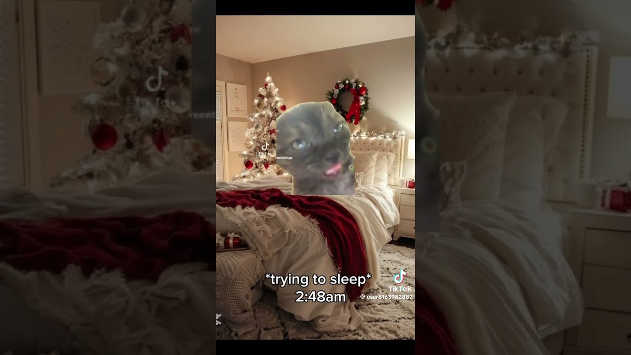 POV: it's Christmas EVE! #catmemes #viral #shorts