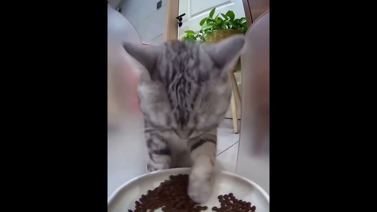 Funny Video：This Cat Eats with Its Paws?!