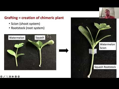 #82 Vegetable Grafting 101