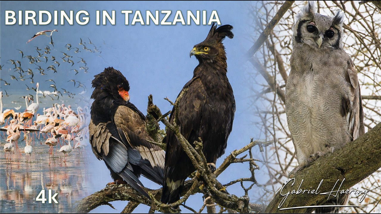 Video safari fotografico Nord Tanzania