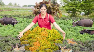 Harvesting KALE Garden Go to the market to sell - Alma Daily Life