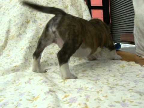 709 M  Bull Terrier BDLW female2 hotblitz