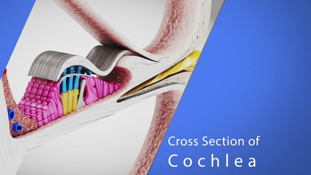 Cochlea-Querschnitt 3D Modell