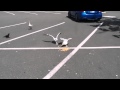 Seagulls Eating McDonalds