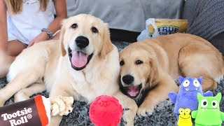 DOGS REACT TO PET STORE SHOPPING HAUL with Funny Commentary!