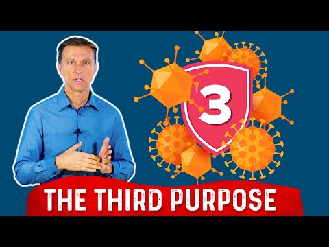 The 3rd Purpose of Your Immune System