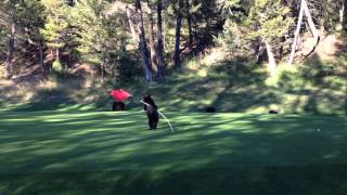 Baby Bear Circus Act on Golf Course - At Fairmont Hot Springs Resort, BC
