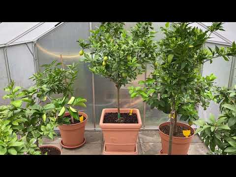 Odc. 14 - Gdzie kupuje moje cytrusy?