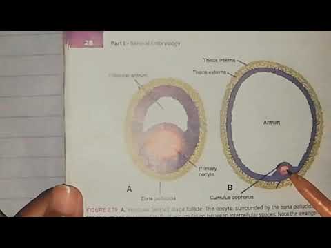 First week of development (part 1) Ovarian cycle #hormonql regulation #oocyte transport #embryology