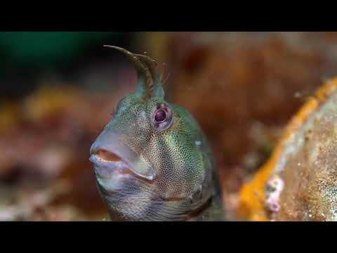 Scuba Dive in Adelaide with The Dive Shack!