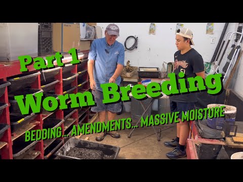 Worm Breeding for Beginners - Part 1