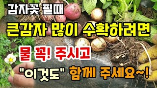 큰감자 많이 수확하려면 추비 꼭! 주시고 이것도 함께 주셔야 합니다 3가지만 하세요 감자키우기 병해충방제