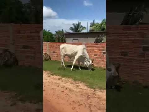 Povoado Pedreiras,Cajapió-Ma