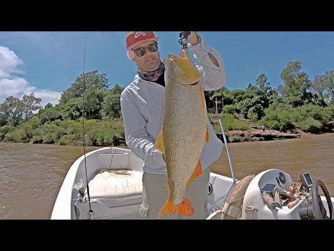 Golden Dorado Fishing with Bait on Rio Uruguay ARGENTINA