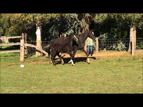 2017 - Fifty Jazz du Neuhof - Fürst Jazz X Sandro hit