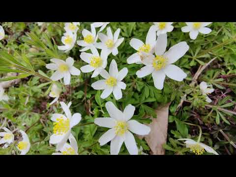 Frühling unter der Hinnenburg