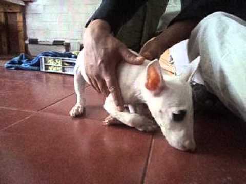 bull terrier con atrofia muscular