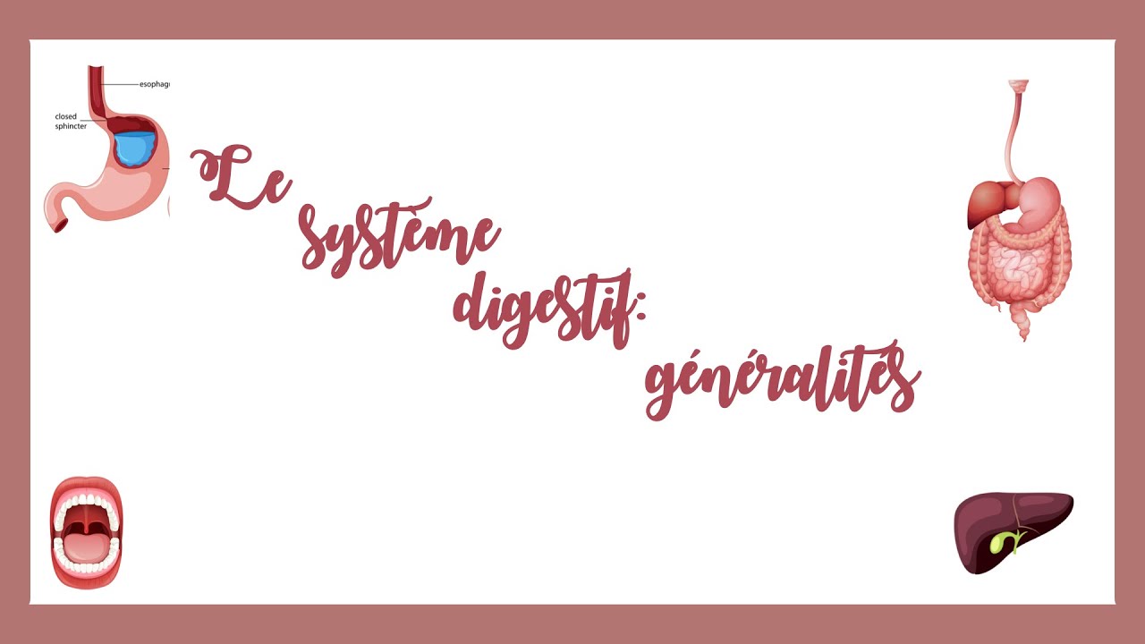 Le système digestif généralités et introduction- Physiologie.