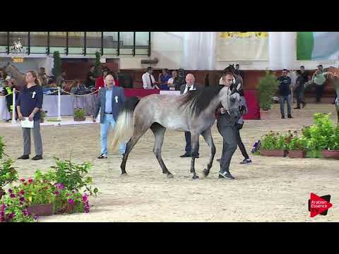 N 30 VEGA VALLATE   Italian Nationals 2019   2 Years Old Fillies Class 2A