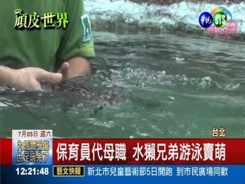 水獺兄弟首次下水 耍賴不想游