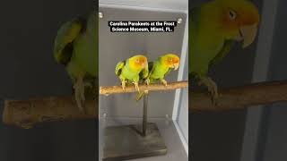 Extinct Carolina Parakeets, North Americas, previously inhabited the Eastern U.S. #carolinaparakeet