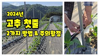 고추줄 매는 2가지 방법 괴산청결고추 풀뿌리농장 괴산고추 [고추재배방법]