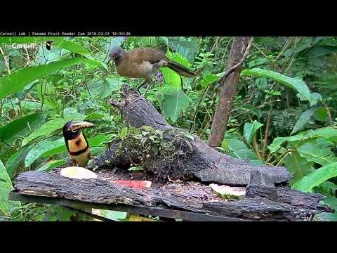 Video 2018 02 01 161013 Gray headed Chachalaca attempts to take a piece of Pineapple from the Collar