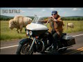 Bad Buffalo: A Song For My Dad