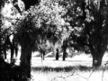 'The Way Through the Woods' by Rudyard ...