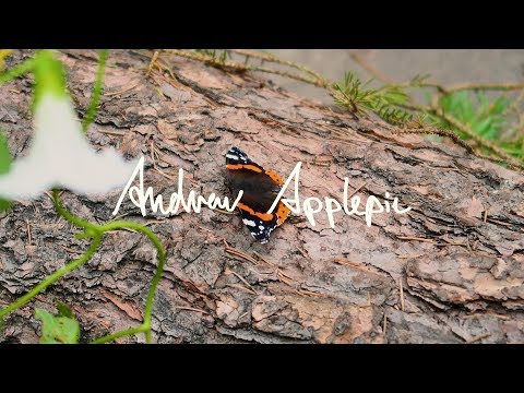 Andrew Applepie - Love