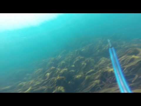 Norway Saltsraumen val 2