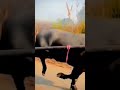Jhota Race
