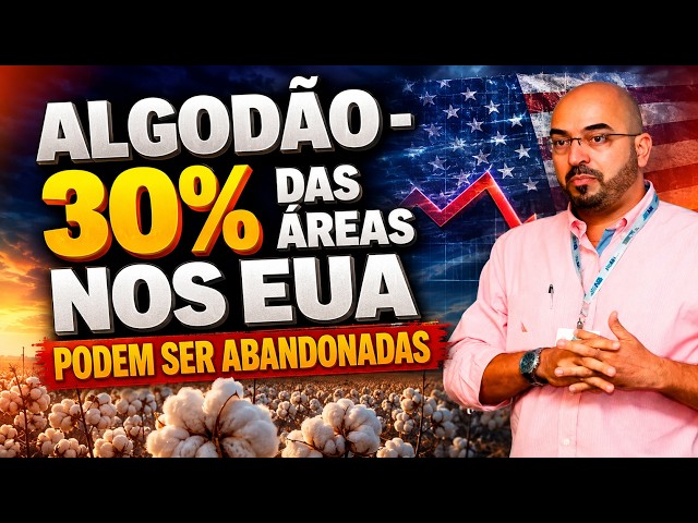 Algodão - 30% das Áreas nos EUA podem ser Abandonadas.