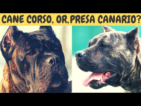 CANE CORSO, or, PRESA CANARIO?  Which to choose?