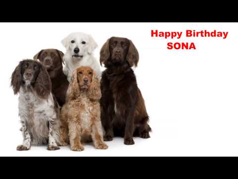 Sona  Dogs Perros - Happy Birthday