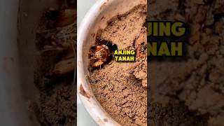 Download lagu MENGENAL ANJING TANAH #orongorong #serangga #seranggaunik #hewanunik mp3