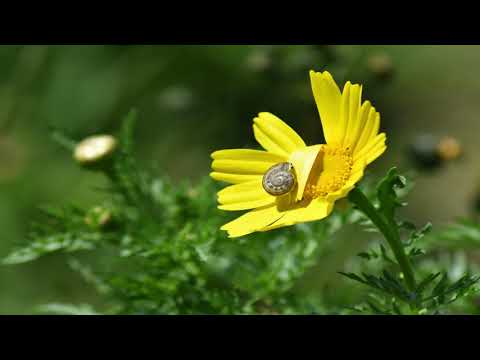 3. Raluca Mihaela - Hipnoza Regresiva Ezoterica