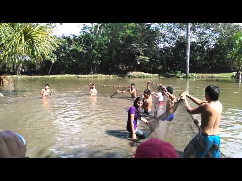 EL GIGANTE DEL AMAZONAS "Paiche" Arapaima gygas