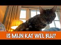 Heeft mijn kat een depressie? | DierenpraatTV