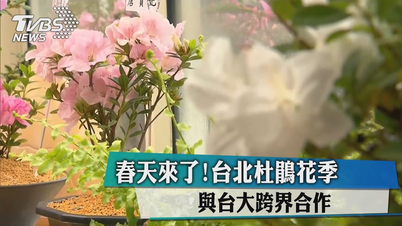 春天來了！台北杜鵑花季　與台大跨界合作