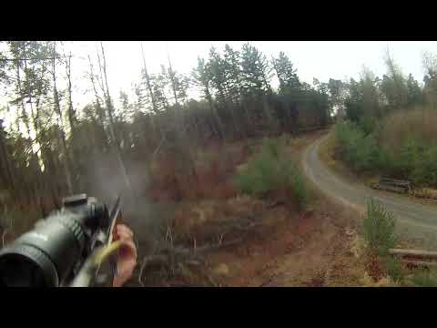 Frischling erlegt auf Drückjagd, Browning BAR2 in 308 Win, Hornady GMX, Akah 1-6x24