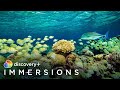 Secret Islands of the Pacific (Slow TV) | discovery+ Immersions