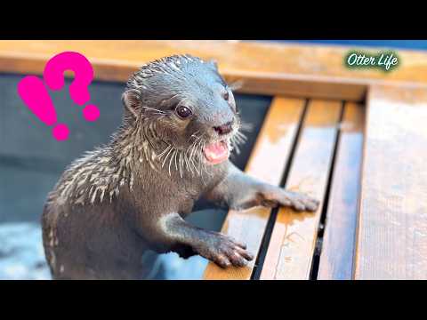 Magisches Eis?! Otter sind verwirrt, weil das Eis in einer heißen Quelle verschwindet!